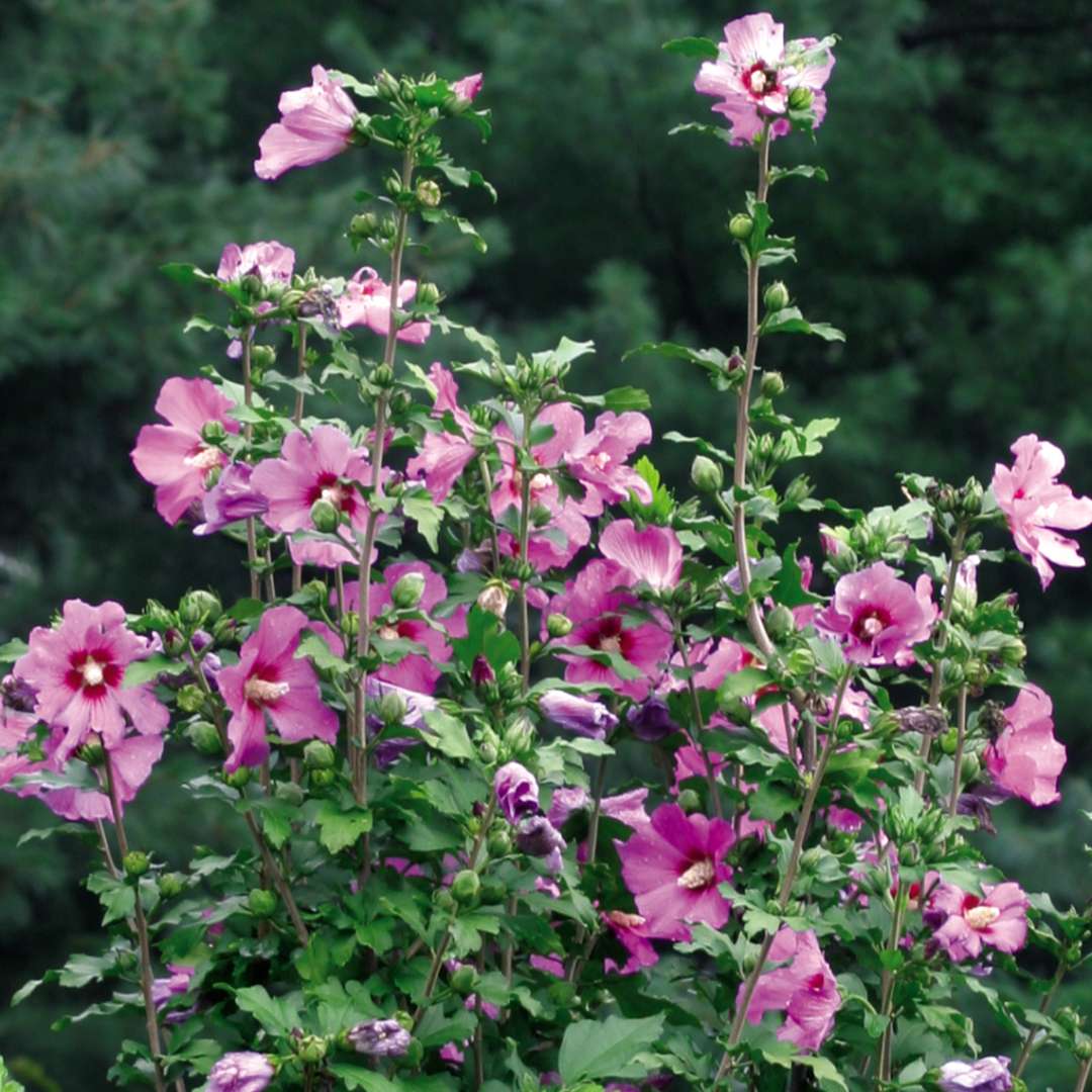 Many purple flowers on Violet Satin rose of Sharon in the landscape